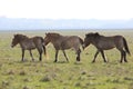 Wild horse-tarpan Royalty Free Stock Photo