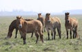 Wild horse-tarpan Royalty Free Stock Photo