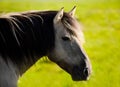 Wild horse (tarpan) Royalty Free Stock Photo