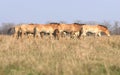 Wild horse-tarpan Royalty Free Stock Photo