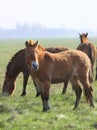 Wild horse-tarpan Royalty Free Stock Photo