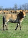 Wild horse-tarpan in nature reserve Royalty Free Stock Photo