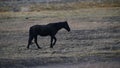 Wild Horse trotting leisurely at Washoe Lake State Park