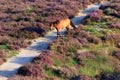 Wild horse on unpaved sand path flowering heather veluwe