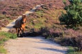 Wild horse on unpaved sand path flowering heather veluwe