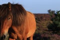 Wild horse on unpaved sand path flowering heather