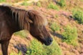 Wild horse on unpaved sand path flowering heather