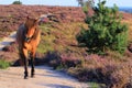 Wild horse on unpaved sand path flowering heather veluwe