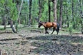 Wild horse in the area of Gentry Outlook, Apache Sitgreaves National Forest, Arizona, United States