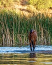 Wild Horse Walking Forward in Salt River