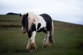 Wild horse on a welsh mountain Royalty Free Stock Photo