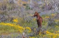 Wild Horse in Wildflowers in the Arizona Desert in Springtime Royalty Free Stock Photo