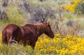 Wild Horse in Wildflowers in the Arizona Desert in Springtime Royalty Free Stock Photo