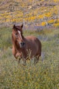 Beautiful Wild Horse in the Arizona Desert in Springtime Royalty Free Stock Photo