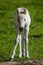 Wild horse in wildlife. Portrait of white tarpan foal Royalty Free Stock Photo