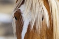 Eye mane wild horse mustang in Wyoming desert