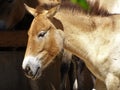 Wild horse in zoo in Augsburg in germany