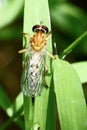 Wild horsefly