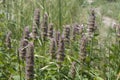 Wild Horsemint aka Giant Hyssop Growing in Utah Mountains Near Sundance Resort