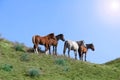 Wild horses  grazing  foal  summer day Royalty Free Stock Photo