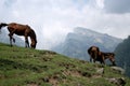 Wild Horses Royalty Free Stock Photo