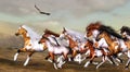 Wild horses Royalty Free Stock Photo