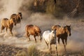 Wild Horses Royalty Free Stock Photo