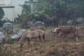 Wild horses among the accident rock Royalty Free Stock Photo