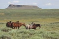 Wild Horses Royalty Free Stock Photo