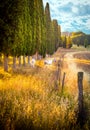 Wild horses amongst cypress trees Royalty Free Stock Photo