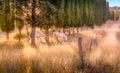 Wild horses amongst cypress trees Royalty Free Stock Photo