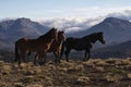 Wild horses Royalty Free Stock Photo