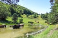 Wild horses in Aran valley in the Catalan Pyrenees, Spain. Royalty Free Stock Photo