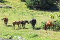 Wild horses in Aran valley in the Catalan Pyrenees, Spain. Royalty Free Stock Photo