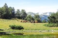 Wild horses in Aran valley in the Catalan Pyrenees, Spain Royalty Free Stock Photo