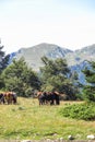 Wild horses in Aran valley in the Catalan Pyrenees, Spain Royalty Free Stock Photo