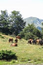 Wild horses in Aran valley in the Catalan Pyrenees, Spain. Royalty Free Stock Photo