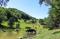 Wild horses in Aran valley in the Catalan Pyrenees, Spain. Royalty Free Stock Photo