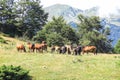 Wild horses in Aran valley in the Catalan Pyrenees, Spain. Royalty Free Stock Photo