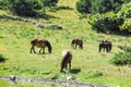 Wild horses in Aran valley in the Catalan Pyrenees, Spain. Royalty Free Stock Photo