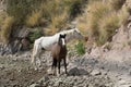 Wild Horses in the Arizona Desert Royalty Free Stock Photo