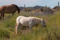 Wild Horses in the Arizona Desert in Spring Royalty Free Stock Photo