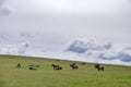 Wild horses around Exmoor National Park