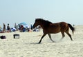 WILD HORSES OF ASSATEAGUE ISLAND