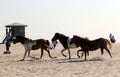 WILD HORSES OF ASSATEAGUE ISLAND