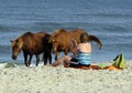 WILD HORSES OF ASSATEAGUE ISLAND