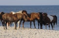 WILD HORSES OF ASSATEAGUE ISLAND