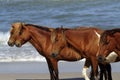 WILD HORSES OF ASSATEAGUE ISLAND