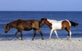 WILD HORSES OF ASSATEAGUE ISLAND