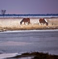 Wild Horses at Assateague Island, MD in Winter Royalty Free Stock Photo